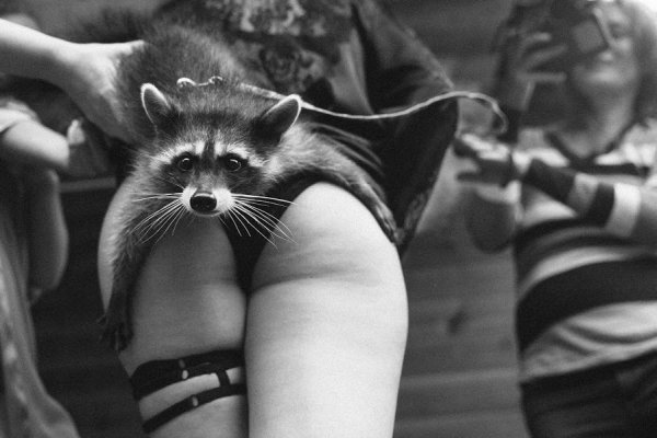 Женщина енот