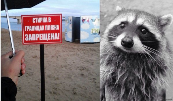 Прикольные надписи с енотом