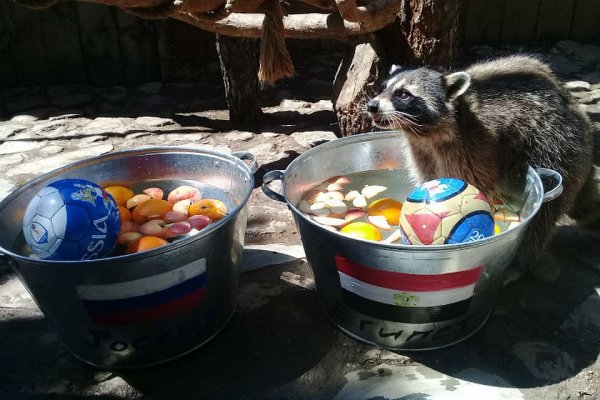 Енот с пасхальными яйцами