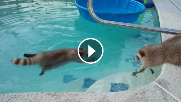 Енот плавает в бассейне