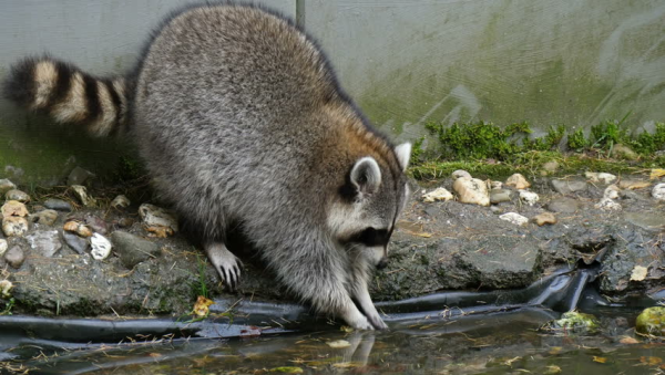 Raccoon Wash