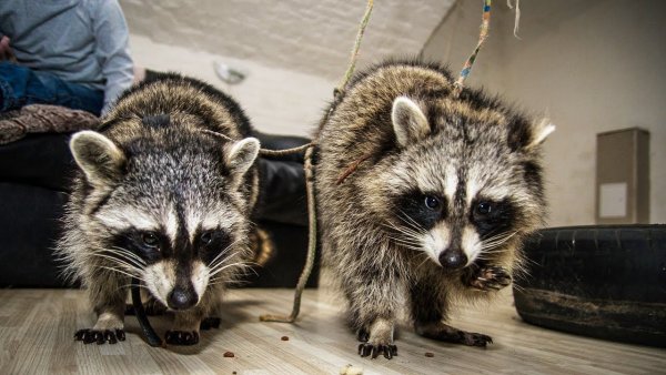 Драка енотов