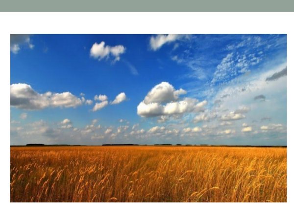 Зона степей 4