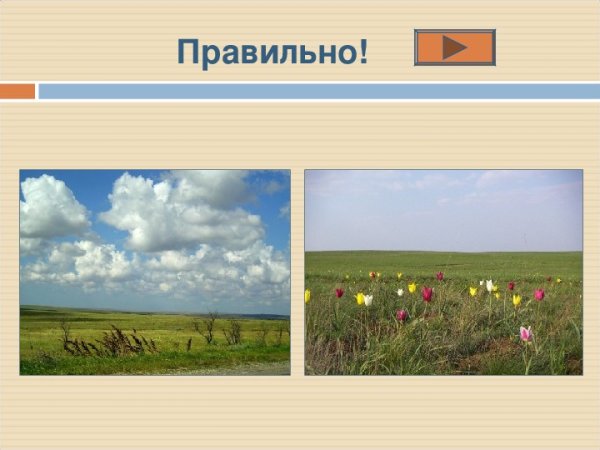 Степи окружающий мир