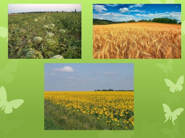 Что такое степь 4 класс