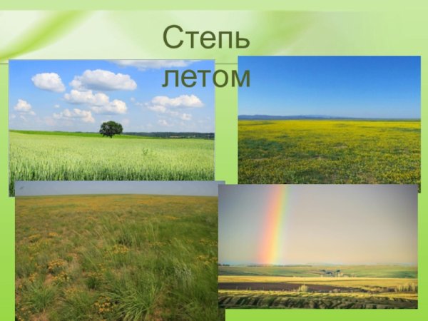 Лето в Степной зоне