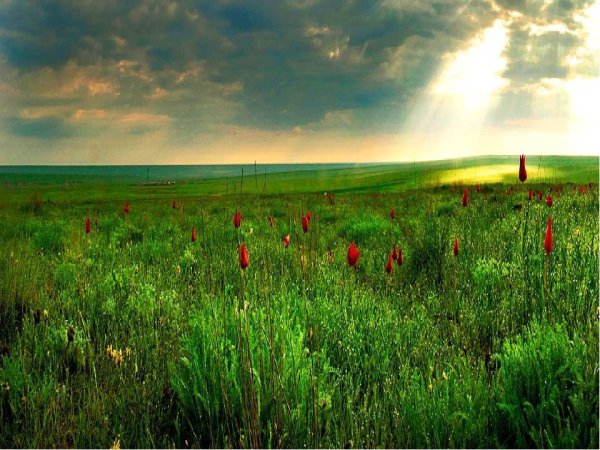 Зона степей 4 класс