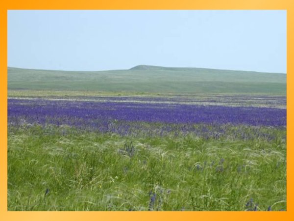 В широкой степи 4 класс