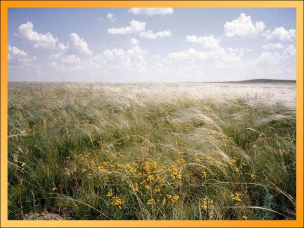 Степная зона