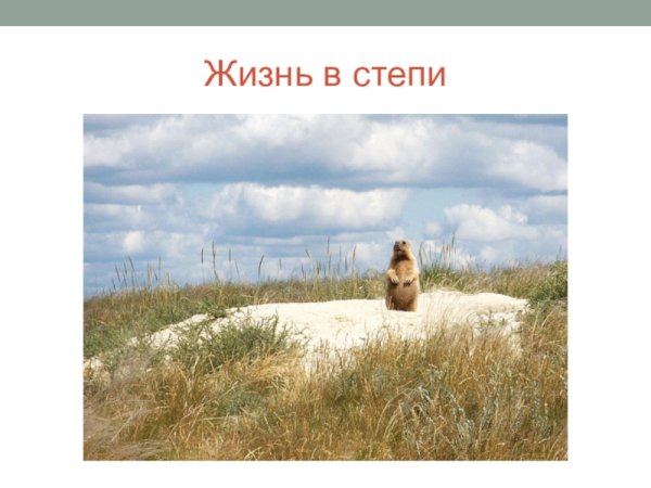 Рисунок на тему зона степей