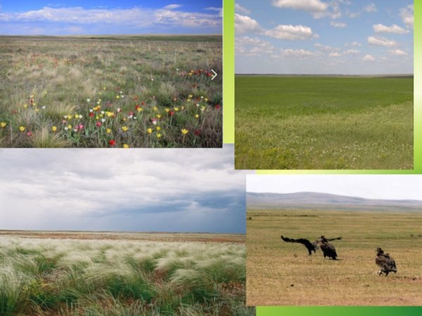 Природные зоны степь России 4 кл