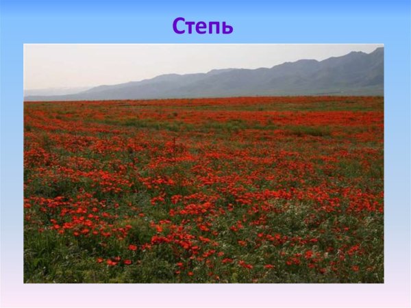 Природные зоны России зона степей