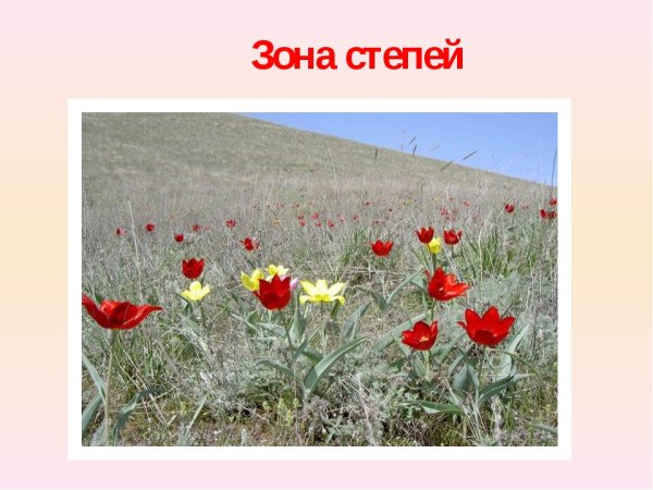 Зона степей 4 класс