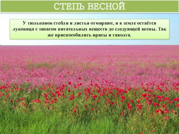 Растения степи весной