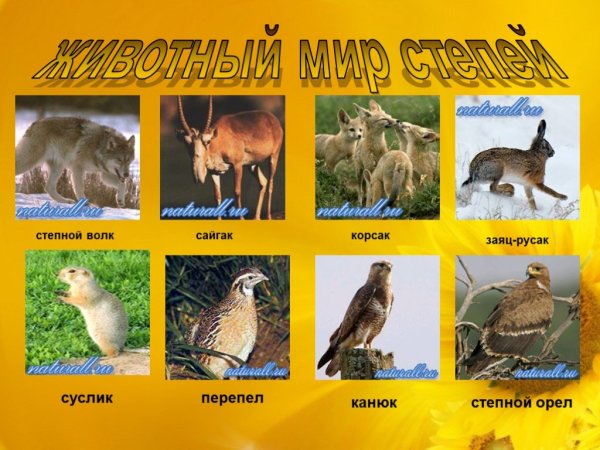 Животный мир степи
