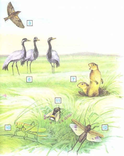 Цепочка питания зоны степей 4 класс окружающий мир