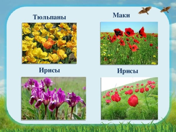 Степные растения 4 класс