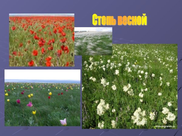 Растения растущие в степи