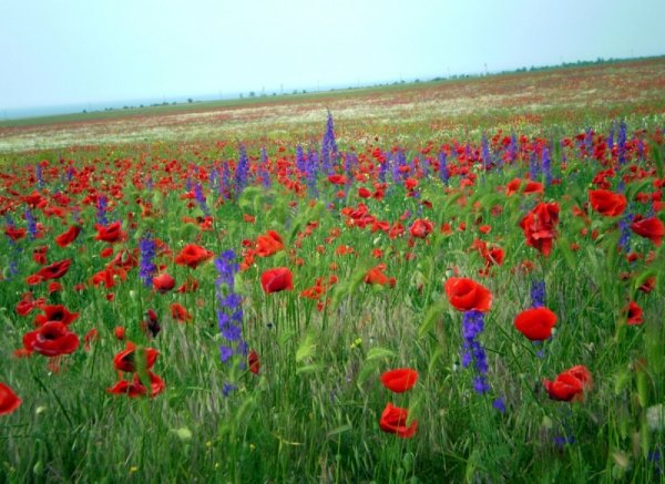 Зона степей цветы