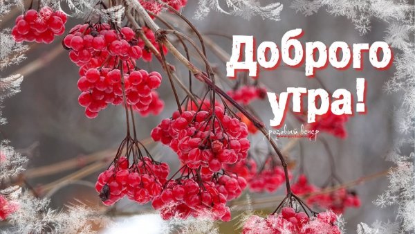 Открытки с добрым утром с рябиной