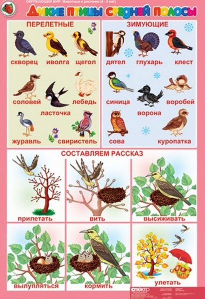 Зимующие птицы обучающий плакат для детей