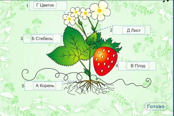 Подпиши части растения