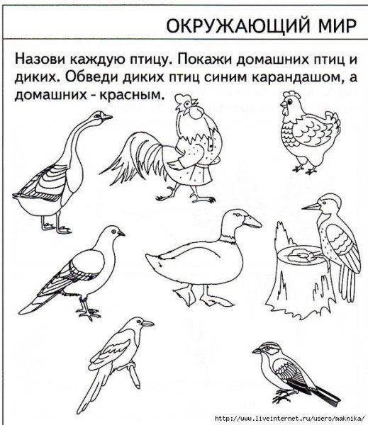 Домашние птицы задания для детей 5 лет