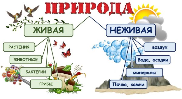Схема живой и неживой природы 2 класс окружающий мир