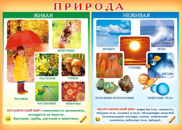 Живая и неживая природа 1 класс окружающий мир