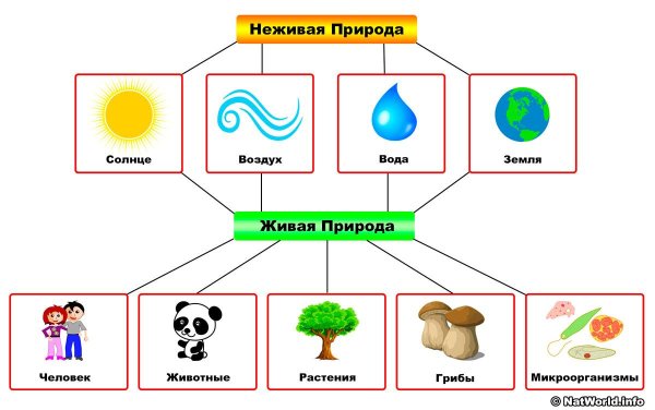 Взаимосвязь живой и неживой природы