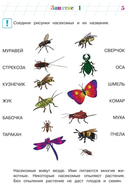 Задание про насекомых с 4 лет для дошкольников