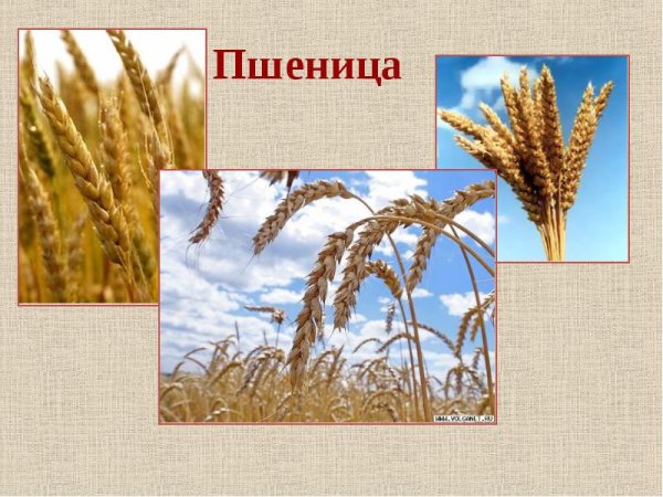Слайд с пшеницей