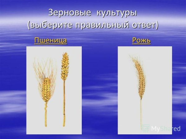Рожь пшеница 3 класс