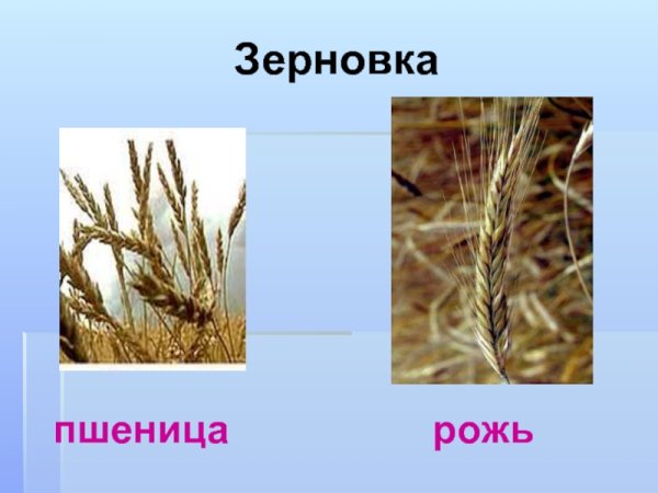 Зерновка ржи