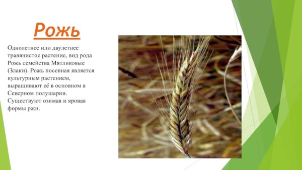 Рожь культурное растение