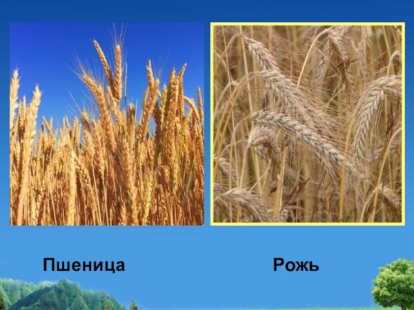 Рожь и пшеница