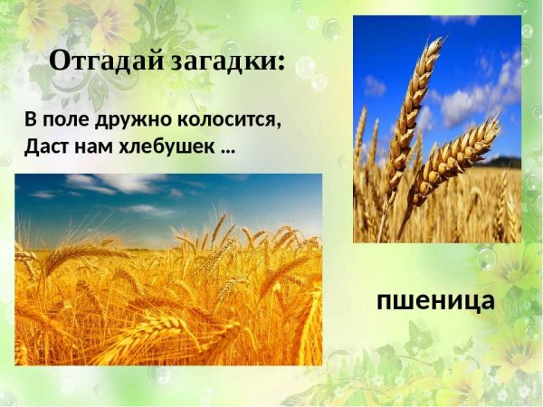 Загадка про пшеницу