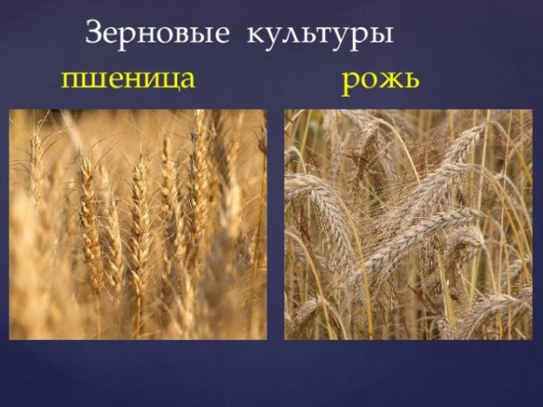 Пшеница культурное растение