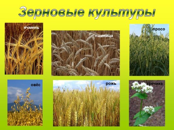 Полевые культуры (овёс, кукуруза, ячмень)