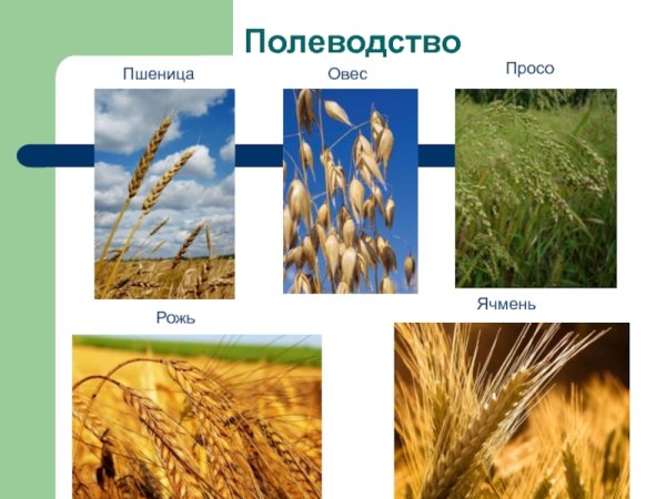Рожь пшеница овес