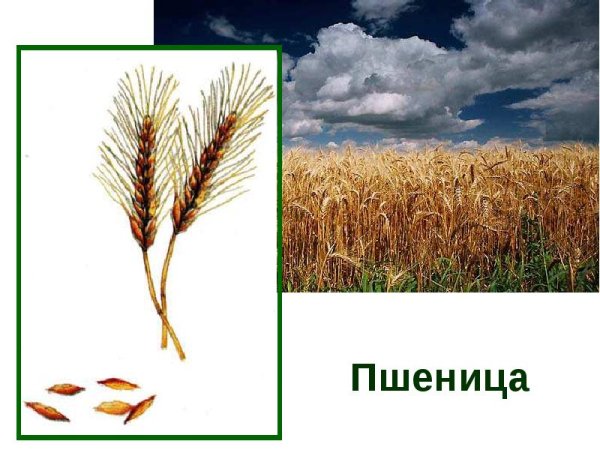 Зерновые культуры для дошкольников