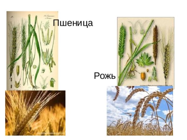 Семейство злаковые пшеница