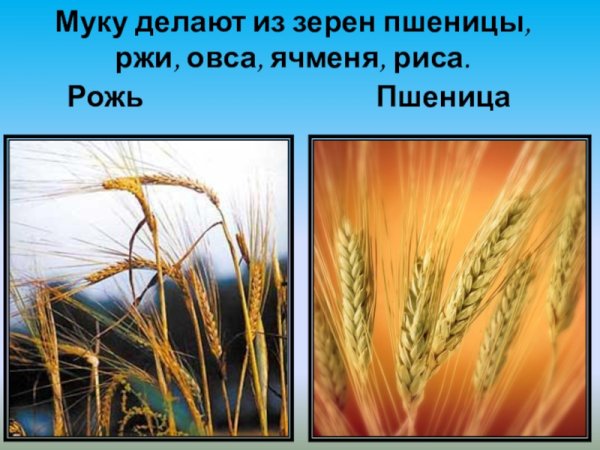 Колосья ржи и пшеницы