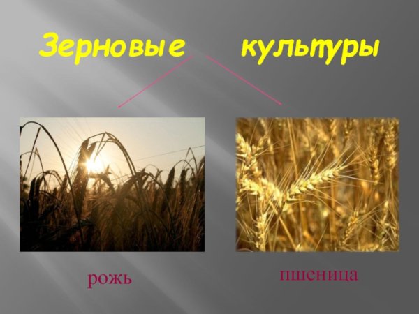 Пшеница и рожь окружающий мир 3 класс