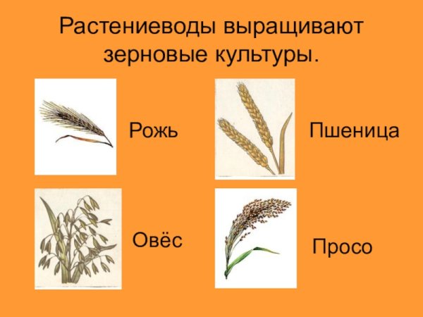Пшеницу, рожь, просо, овес, ячмень