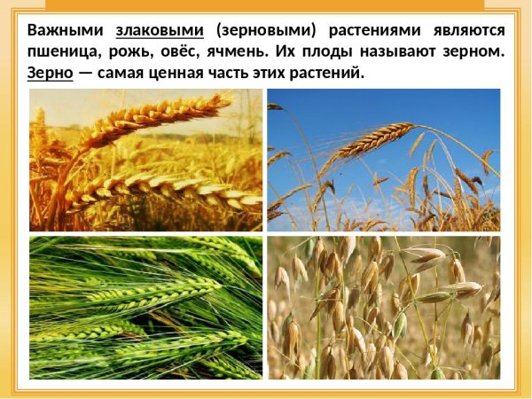 Пшеница рожь тритикале ячмень и овес