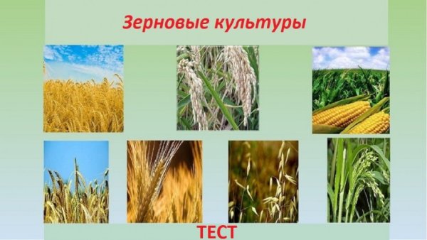 Пшеница. Рожь. Овес.ячмень. Гречиха. Кукуруза. Просо