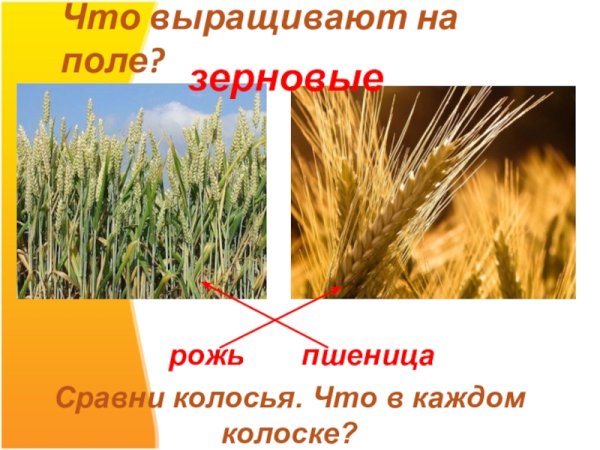 Рожь и пшеница отличия