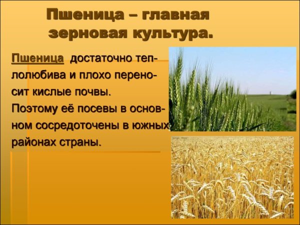 Растениеводство зерноводство пшеница рис кукуруза