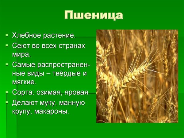 Пшеница культурное растение